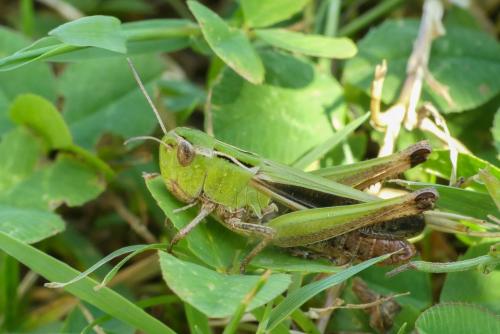 Réf. 209 275 : Stenobothrus lineatus lineatus
